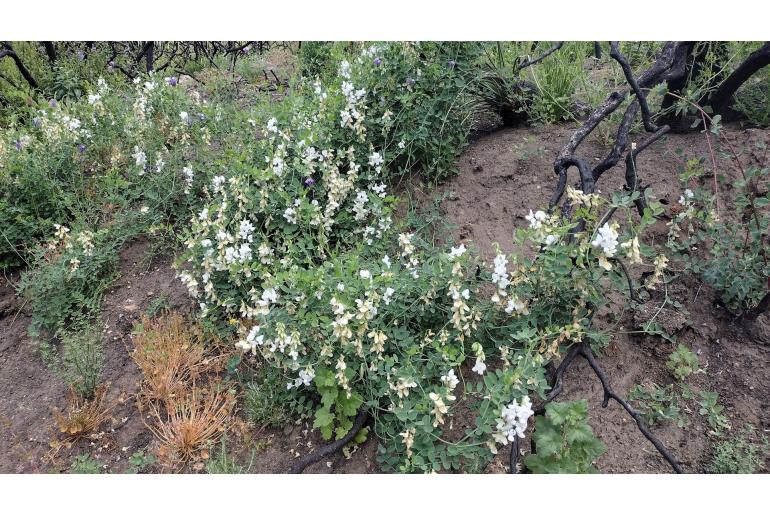 Lathyrus vestitus 7351