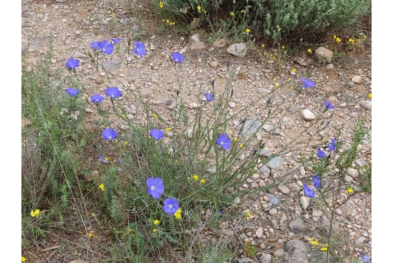 Linum narbonense 7353
