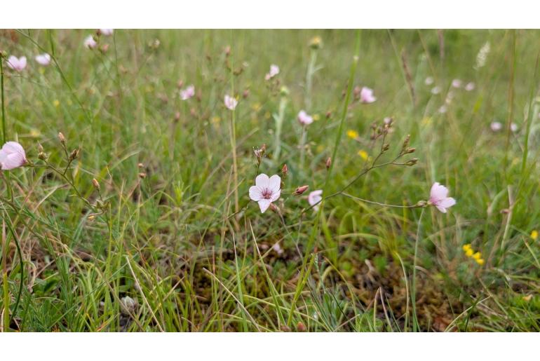 Linum tenuifolium 7354