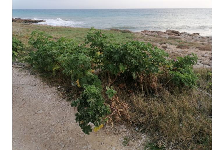Malva arborea Malva arborea -7360