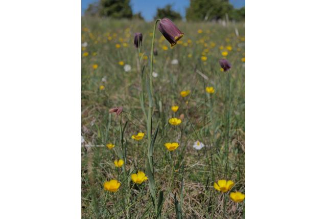 Pyreneën Fritillaria