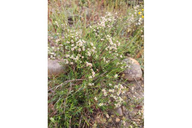 Bedrieglijke diosma