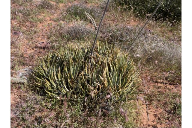 Toumey's agave