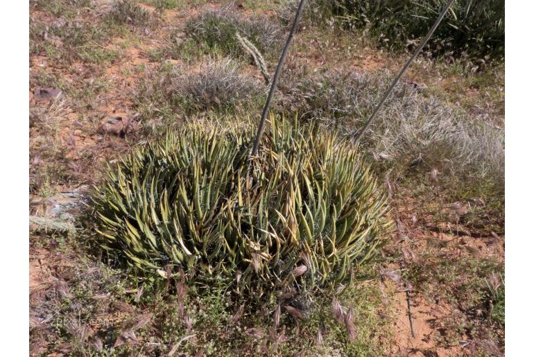 Agave toumeyana -7377