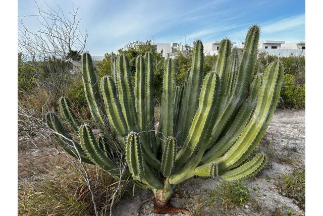 Schott's Lophocereus