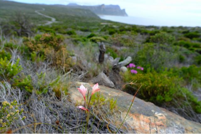 Waakzaam Gladiolus Waakzaam Gladiolus