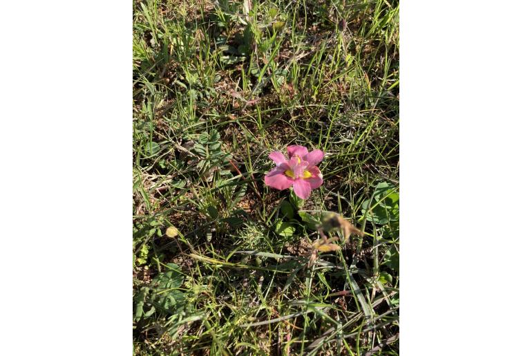 Moraea tricolor -7400