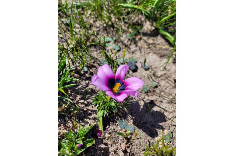 Moraea melanops -7402