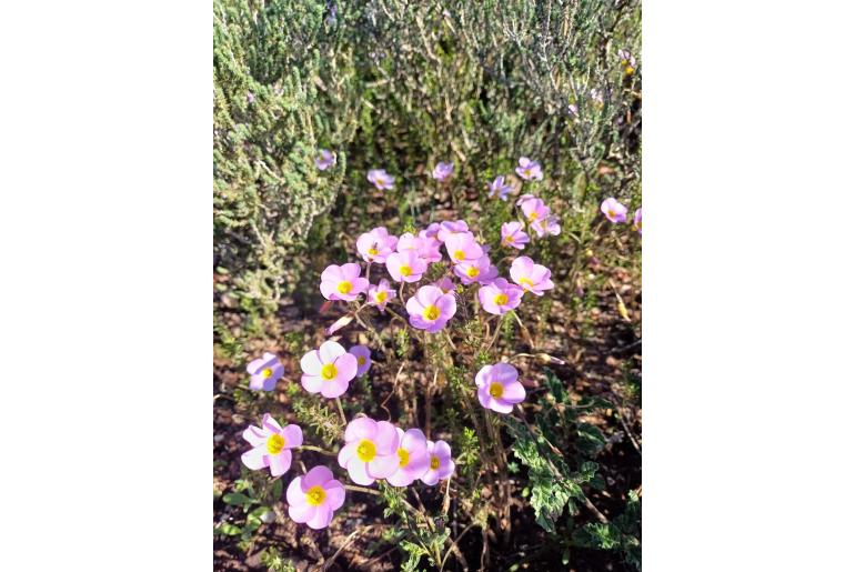 Oxalis viscosa 7405