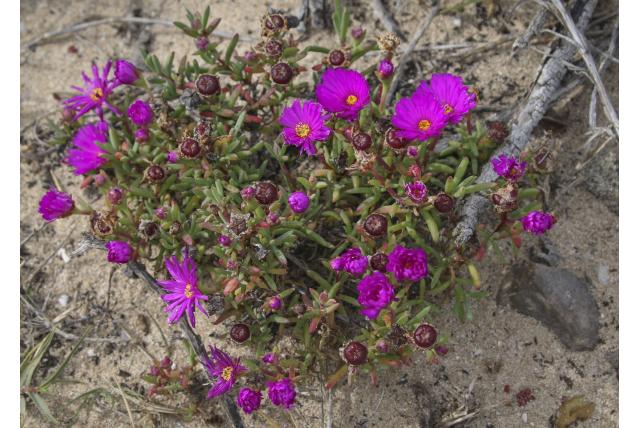 Galpin's lampranthus