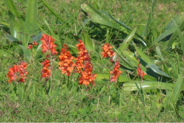 Flamboyante freesia