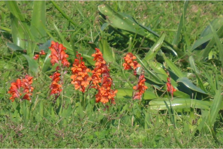 Tritonia laxifolia -7409