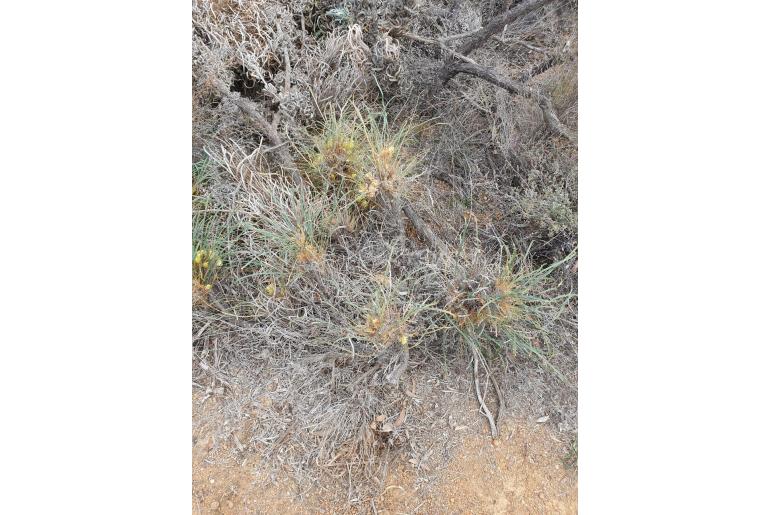 Banksia subpinnatifida -7414