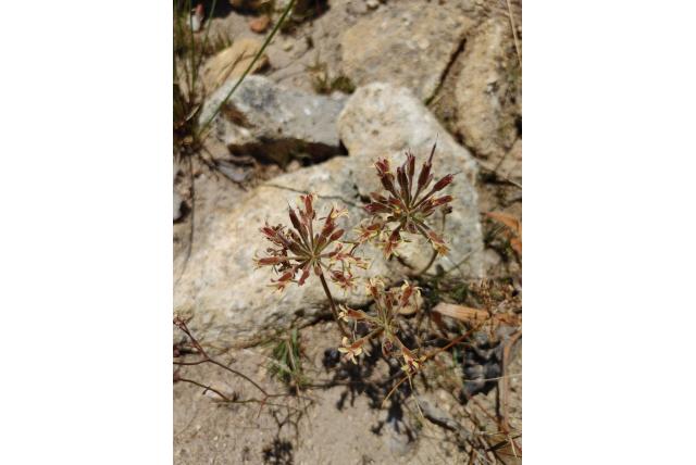 Naaldachtige geranium
