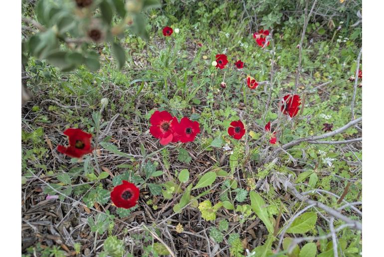 Ranunculus asiaticus&nbsp;7428