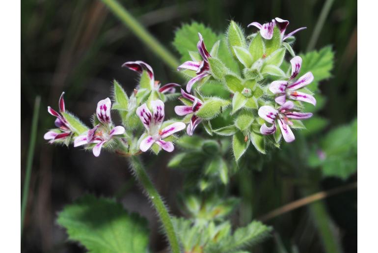 Pelargonium althaeoides -7430