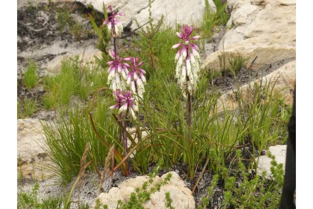 Sargeant's lachenalia Sargeant's lachenalia