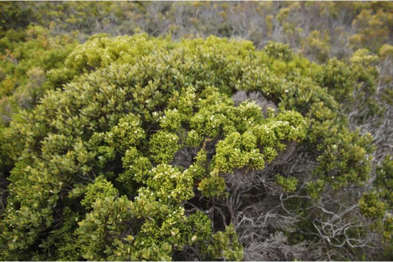 Diosma guthriei&nbsp;7440