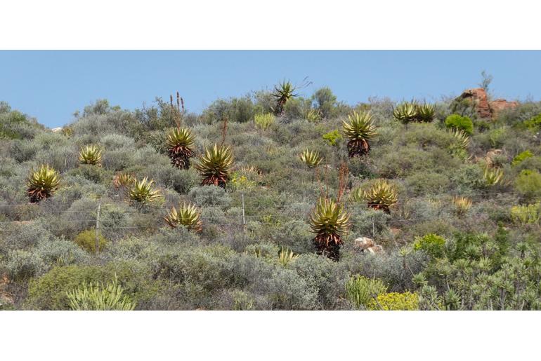 Aloe khamiesensis ssp knersvlakensis&nbsp;7443