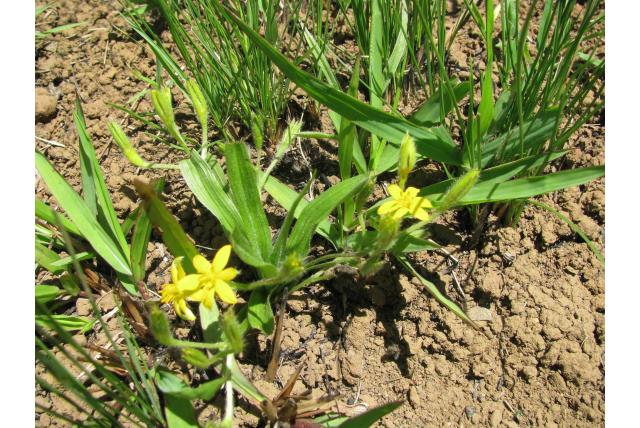 Buchanan's hypoxis