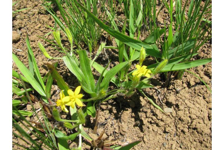 Hypoxis angustifolia var buchananii&nbsp;7443