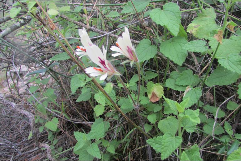 Pelargonium articulatum 7451