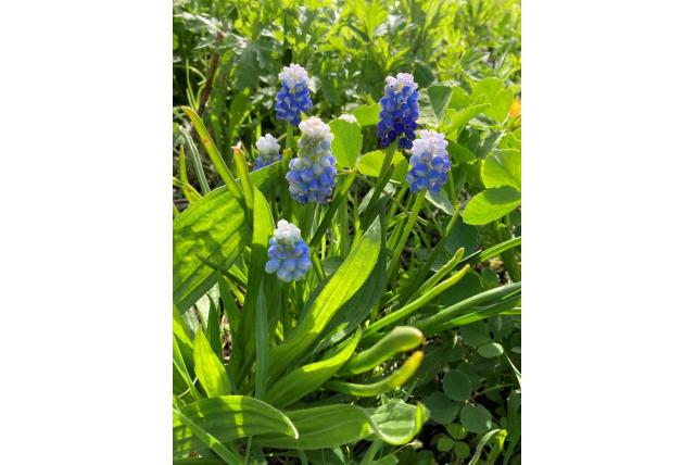 Blauwe druifjes