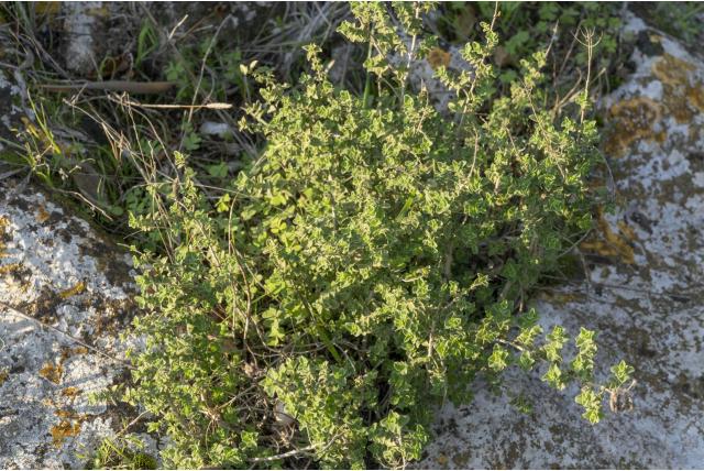 Turkse oregano