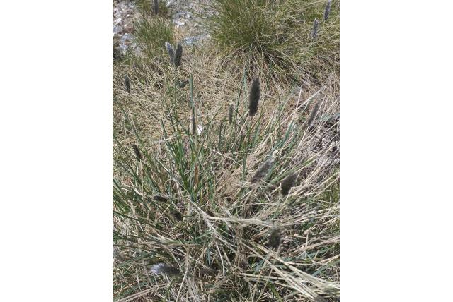 Alpine doddengras