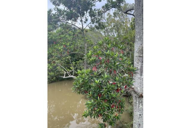 Grote Elaeocarpus