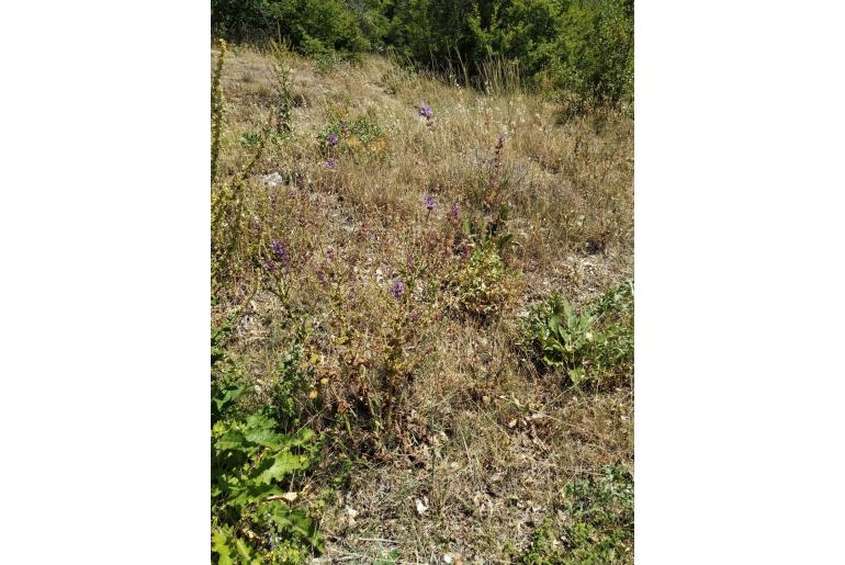 Salvia virgata -7485
