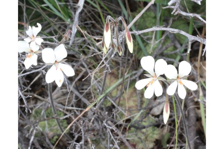 Pelargonium barklyi -7497