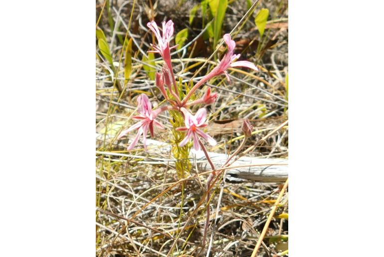 Pelargonium caledonicum 7504