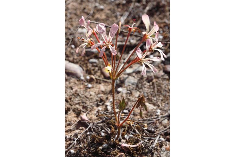 Pelargonium carneum 7505