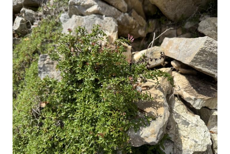 Plocama calabrica -7511