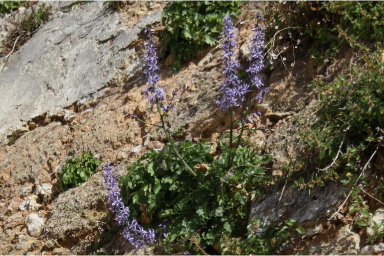 Petromarula pinnata 7513