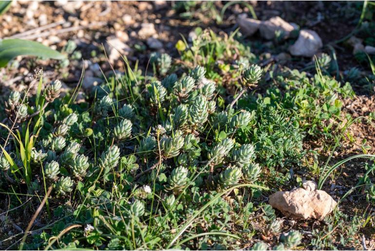 Petrosedum sediforme 7518