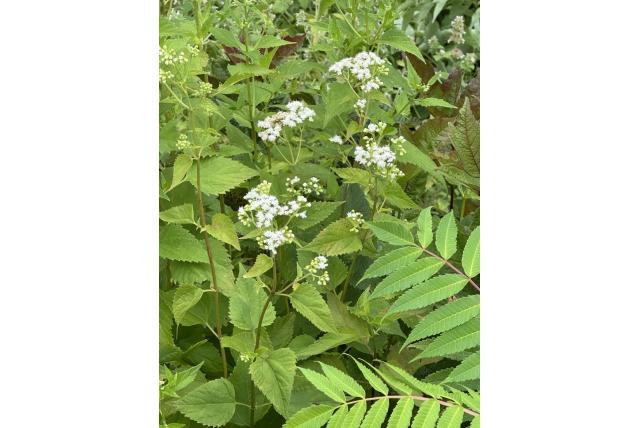 Witte Ageratina