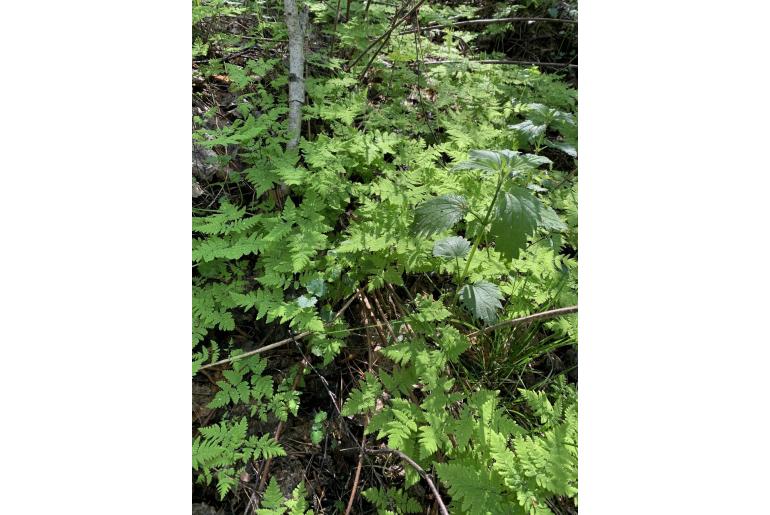 Gymnocarpium dryopteris 7526