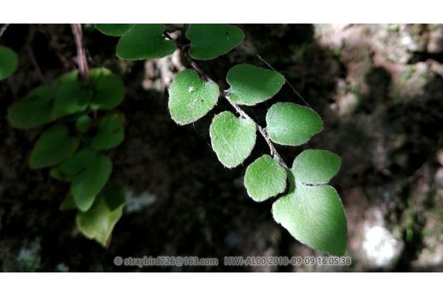 Tweedelig blad hemionitis