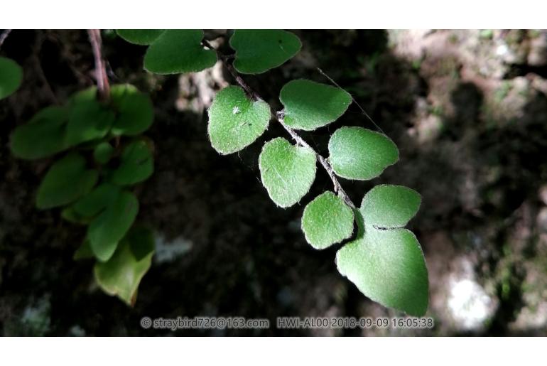 Hemionitis bipinnata&nbsp;7526