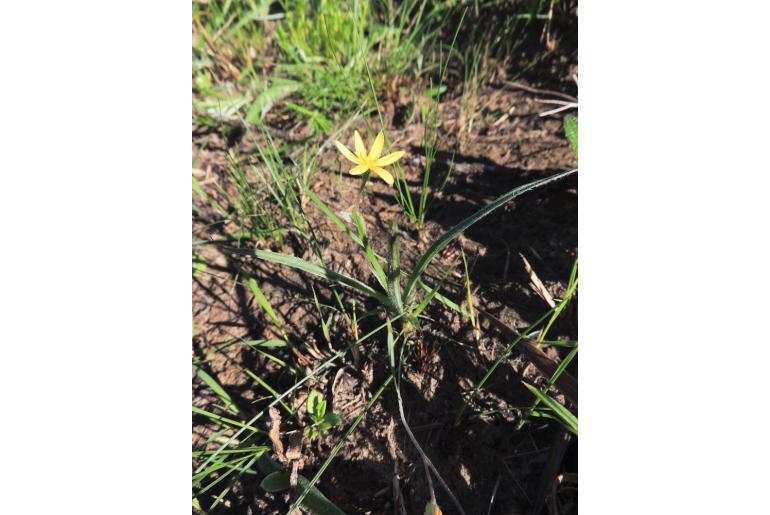 Hypoxis argentea var sericea&nbsp;7528