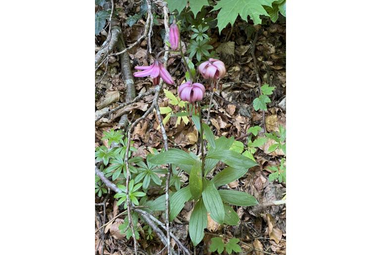 Lilium martagon 7532