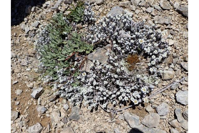 Edelweiss van het Zuidereiland Edelweiss van het Zuidereiland