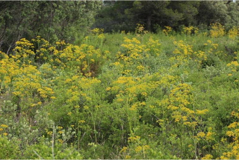 Opopanax chironium 7535