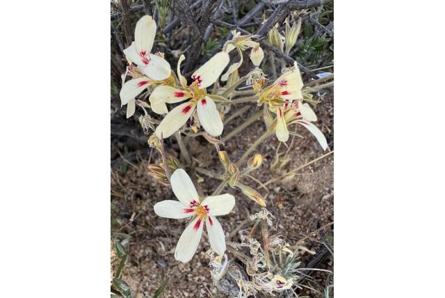 Harige bloemblaadjes geranium