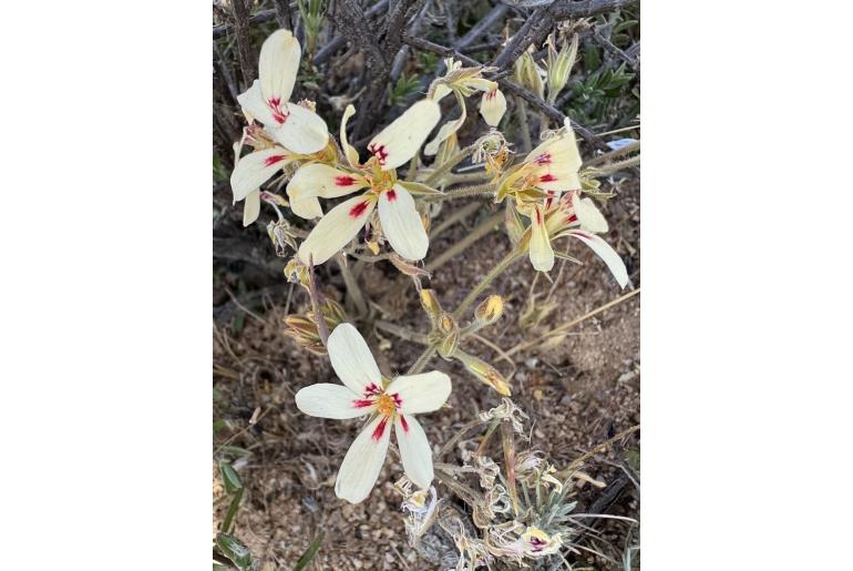 Pelargonium hirtipetalum 7541
