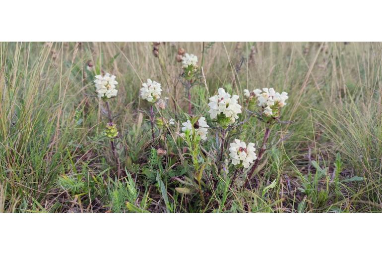Prunella laciniata 7546