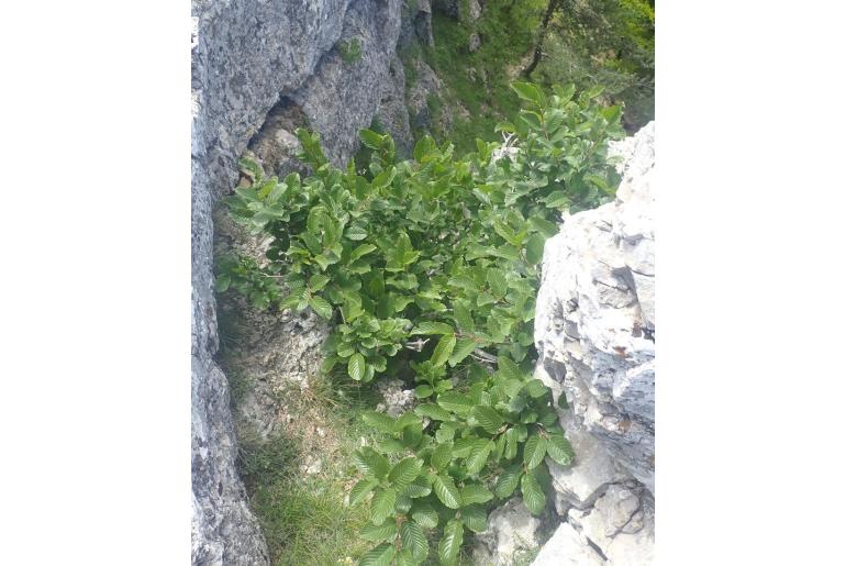 Rhamnus alpina 7554