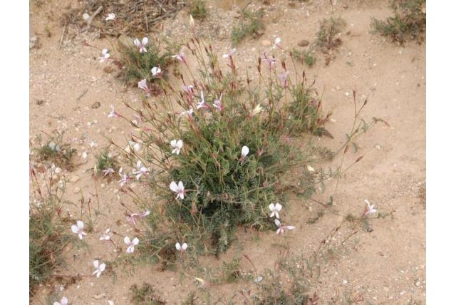 Caucalis bladige Pelargonium Caucalis bladige Pelargonium
